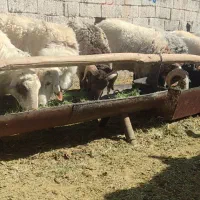 انواع شیک و بره قوچ میش رون