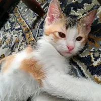 ۲ ماهه