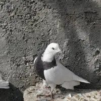 طوقی و تهرانی|پرنده|همدان, |دیوار