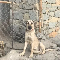 سگ ماده سرابی