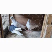 کلدمسبز|پرنده|رباطکریم, رباطکریم|دیوار