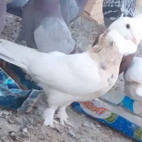 کفتر طوقی