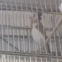 سهره متولد قفس زیر دهن ایوب رحمتی|پرنده|تهران, حر|دیوار