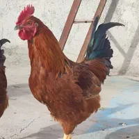 خروس فروشی|حیوانات مزرعه|بشاریات, |دیوار