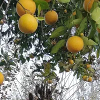 پرتغال محلی آبدار ارگانیک مخصوص خوردن وابگیری