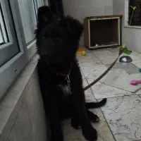 سگ ژرمن بلک اصیل سه ماهه