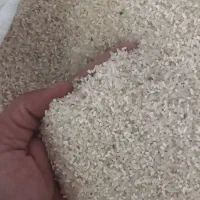 فجر سوزنی شمال