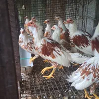 فروش یوکوهاما|حیوانات مزرعه|رامسر, |دیوار