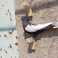 ماده سینه سیاه و طوقی|پرنده|مرودشت, پشت سایپا|دیوار