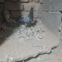 کفتر|پرنده|تربت جام, جامرود|دیوار