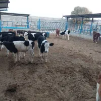 گوساله سیمینتال|حیوانات مزرعه|پیشوا, |دیوار