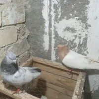 کبوتر