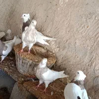 طوقی|پرنده|بستک, |دیوار