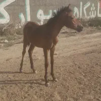کره اسب دوسر کرد