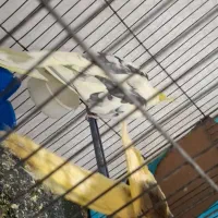 عروس هلندی نر و جوجه ش|پرنده|تربت‌حیدریه, رضاشهر|دیوار