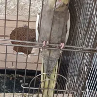 یک جفت عروس کار داده و لوتینو تکی|پرنده|شهریار, شهرک نماز (دینار آباد)|دیوار