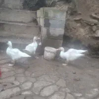 اردک اسراییلی تمام سفید