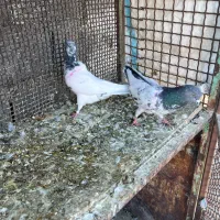 یه جفت پاکستانی|پرنده|سمنان, |دیوار