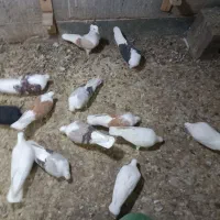 دوکت همه رنگ|پرنده|بندر ماهشهر, |دیوار