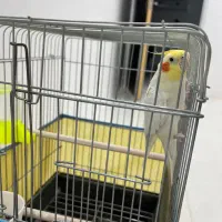 عروس سخنگو دستی