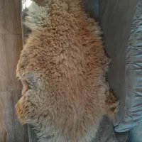 زیر انداز پشمی *تبریز|روفرشی|تهران, جهاد|دیوار