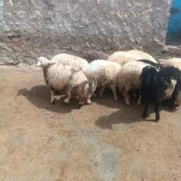 فروش ده بره نره ماده قصابی