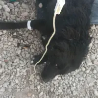 دامپزشک سیار درمحل شما|خدمات پیشه و مهارت|شیراز, نیایش|دیوار