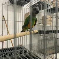 طوطی سنگال|پرنده|مریوان, |دیوار