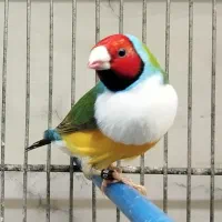 گلدین