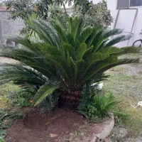 سیکاس  یوکا