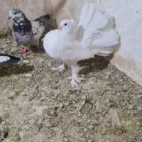 کفتر دم چتری