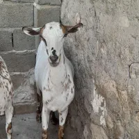بز ابستن خیلی نزدیک|حیوانات مزرعه|بندرعباس, |دیوار