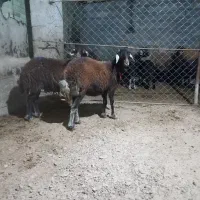 دو تا قوتلی ماده افشاری