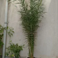 درخت نخل زینتی|گل و گیاه طبیعی|تهران, سلسبیل شمالی|دیوار