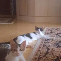 واگذاری رایگان گربه