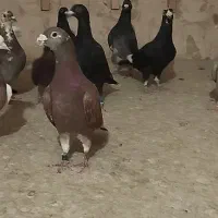 کبوتر هوایی
