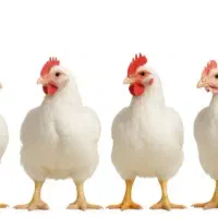 مرغ گوشتی زنده