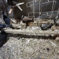 کفتر شهری بهبهانی پلاکی|پرنده|شیراز, تندگویان|دیوار