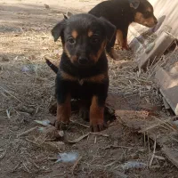 توله سگ ژرمن مناسب نگهبانی|سگ|زارچ, |دیوار