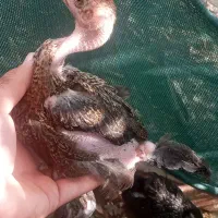 جوجه محلی و مرغ خروس