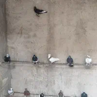 14تا کفتر روهم