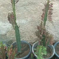 فروش انواع گل و کاکتوس و آپارتمانی و طبیعی|گل و گیاه طبیعی|فسا, |دیوار