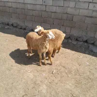 سه عدد بره نر