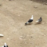 کبوتر دوکت پلاکی پرشی