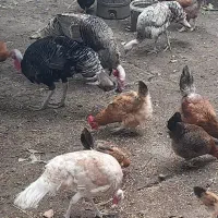 بوقلمون نرو ماده