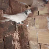 کبوتر
