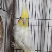 عروس هلندی|پرنده|میاندوآب, |دیوار