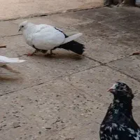 کبوتر