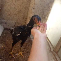 لاری|حیوانات مزرعه|برخوار, |دیوار