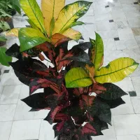 گل فیلندرون پتوس زامفولیا مانسترا یوکا